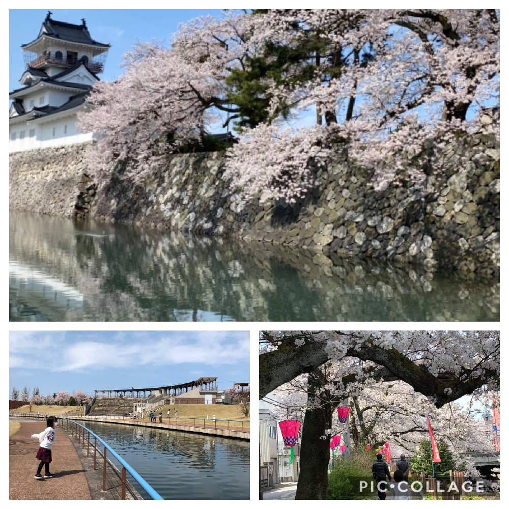 お出かけ先の画像 by チィさん | お出かけ先と2020桜フォトコンと富山支部とコロナに負けるな!とさくら♪と満開を満喫と花のある暮らし