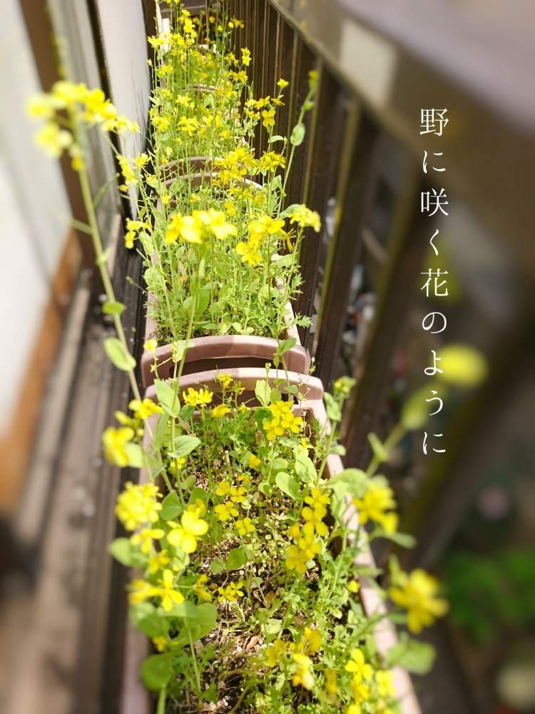 の画像 by たやさん | プランター菜園とプランター野菜ととう立ちとミックス種と小さな春と家庭菜園と葉物野菜の花と満開とオーガニックと黄色い花と育てるサラダと無農薬と葉物野菜栽培日記と花のある暮らしと記念写真と小さな花と家庭菜園奮闘日記とミックスシードと✨2F窓外✨と✨ベビーサラダ✨