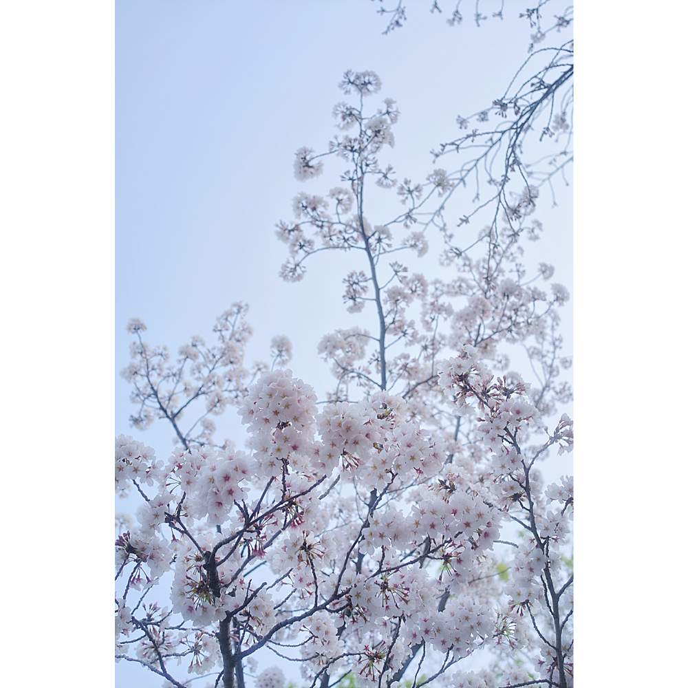 の画像 by nesoさん | ソメイヨシノとさくら サクラ 桜と桜祭り2020とローカルカメラマンかな?!(笑)とベイヤーと美しく青きドヨウと近所