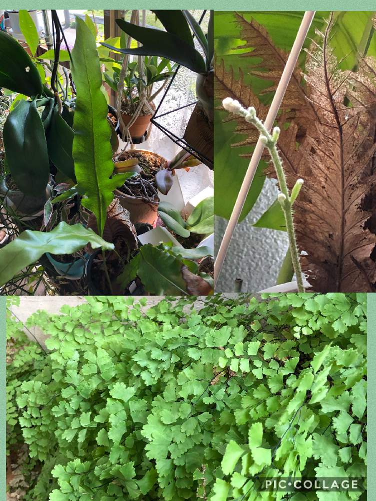 部屋の画像 by アマリリスさん | 部屋とHTCとみどりのある暮らしとキュンキュン乙女倶楽部と植物のある暮らしとヒヤミカチ首里城!とミニモニNO75とシダ植物のある暮らしとひやみかち首里城!とキュンキュン乙女倶楽部NO、230とシダはいいぞとシダ植物とHTC No247とシダ愛好会と広島市とたにおたくらぶとたにおたくらぶNO134と毎月4日はシダの日