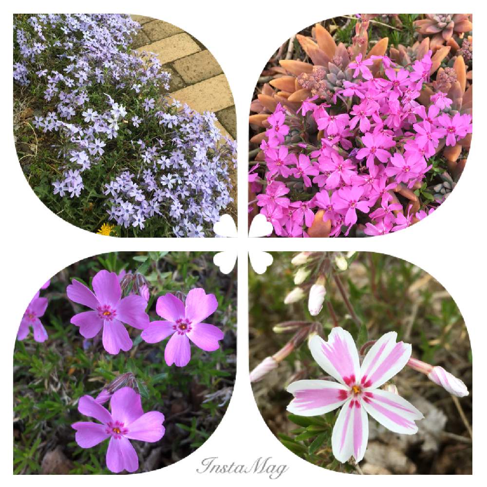 小さな庭の画像 by ノンノさん | 小さな庭とピンクの花と花のある暮らしと紫色の花と 芝桜
