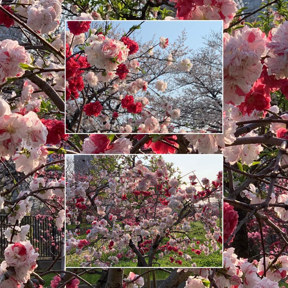 お出かけ先の画像 by Okavangoさん | お出かけ先と桃の花と大阪城公園の四季と春・OSAKAと春・萌ゆと大阪城桃園とThis morning!とWonderful JAPANと桜・もも・ピンク