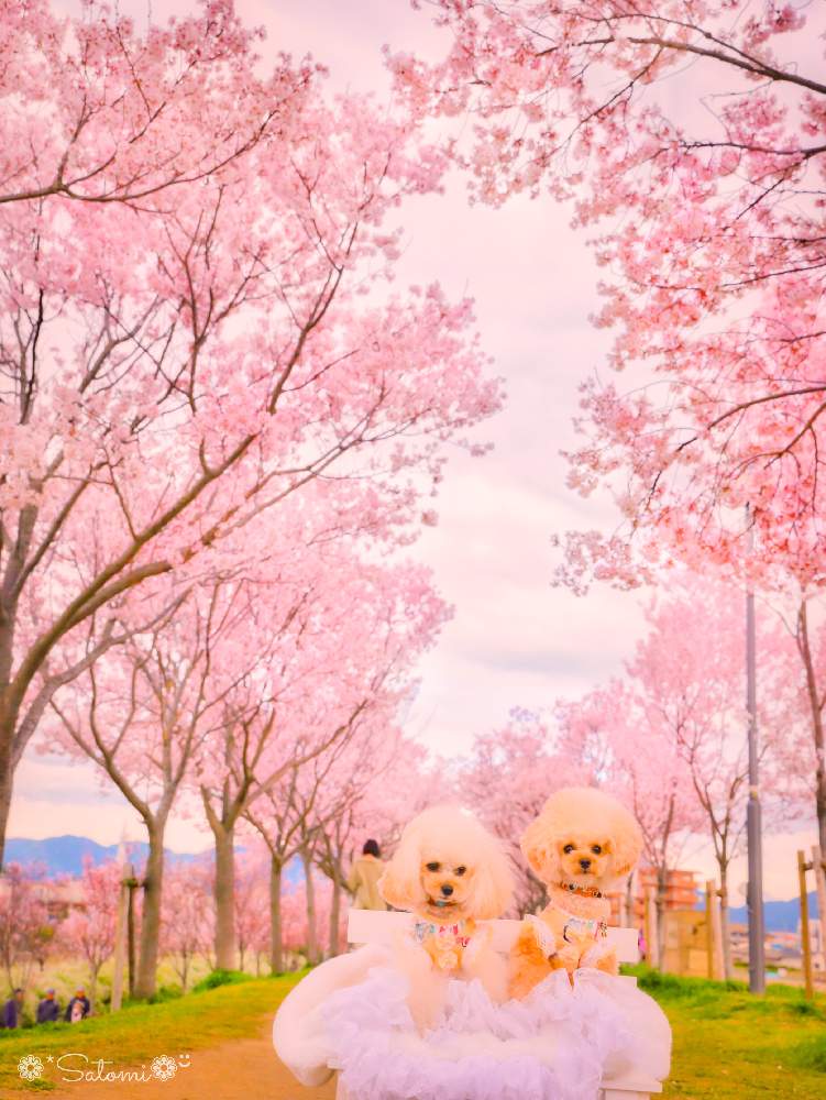お出かけ先の画像 by satomiiさん | お出かけ先と2020桜フォトコンと桜のトンネルと犬、いぬ、dogとさくら 桜 サクラと狭山池