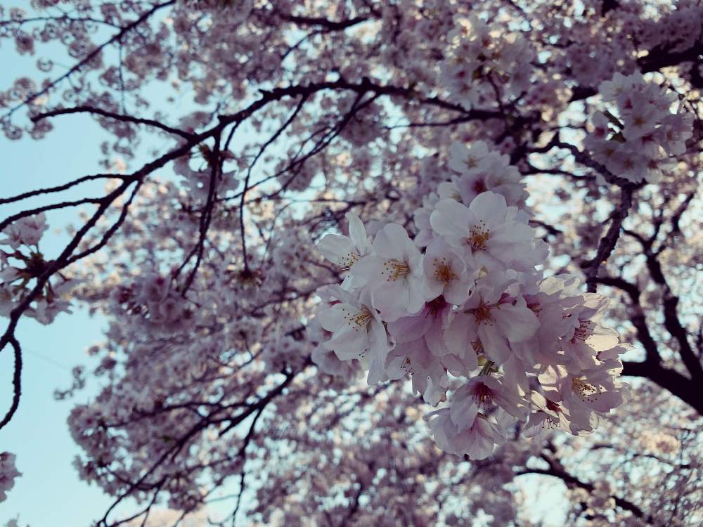 お出かけ先の画像 by まめさん | お出かけ先と2020桜フォトコン