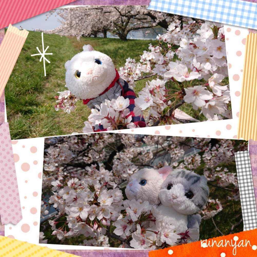 お出かけ先の画像 by るなにゃんさん | お出かけ先とソメイヨシノと花散歩と桜 ソメイヨシノとご近所さんぽ、とぬいぐるみとご近所とみるくとさくらとぬい撮り