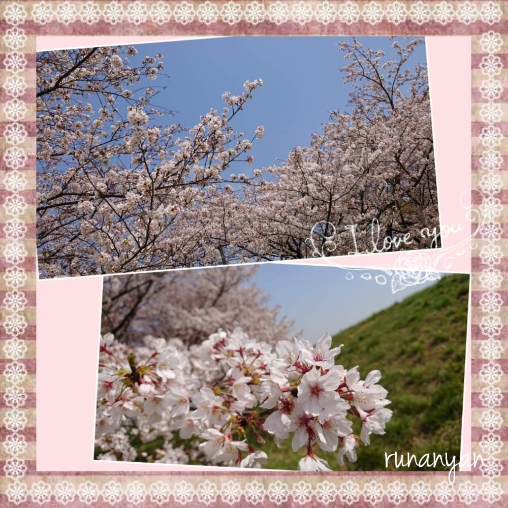 お出かけ先の画像 by るなにゃんさん | お出かけ先とソメイヨシノと花散歩と桜 ソメイヨシノとご近所さんぽ、とご近所とさくら