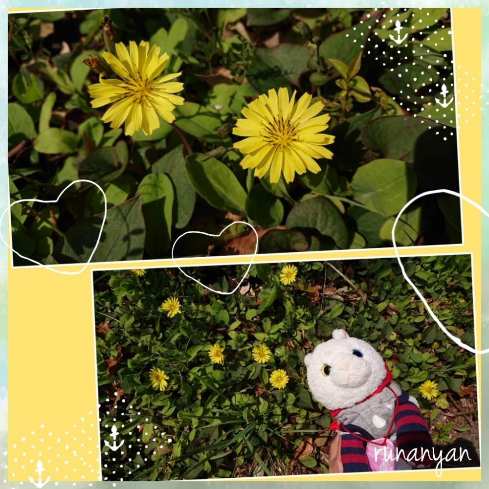 お出かけ先の画像 by るなにゃんさん | お出かけ先と名前を教えて!と花散歩とご近所さんぽ、とぬいぐるみとご近所とみるくとぬい撮り