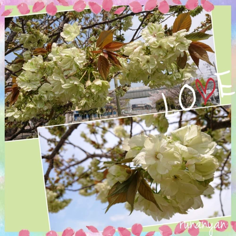 お出かけ先の画像 by るなにゃんさん | お出かけ先とウコン桜と花散歩とご近所さんぽ、とウコン桜♡とご近所とさくら