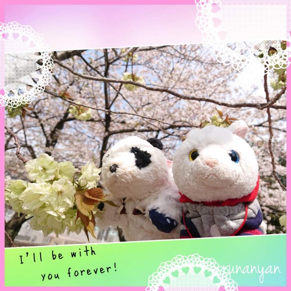 お出かけ先の画像 by るなにゃんさん | お出かけ先とソメイヨシノとウコン桜と花散歩と桜 ソメイヨシノとご近所さんぽ、とぬいぐるみとウコン桜♡とご近所とさくらとぬい撮り