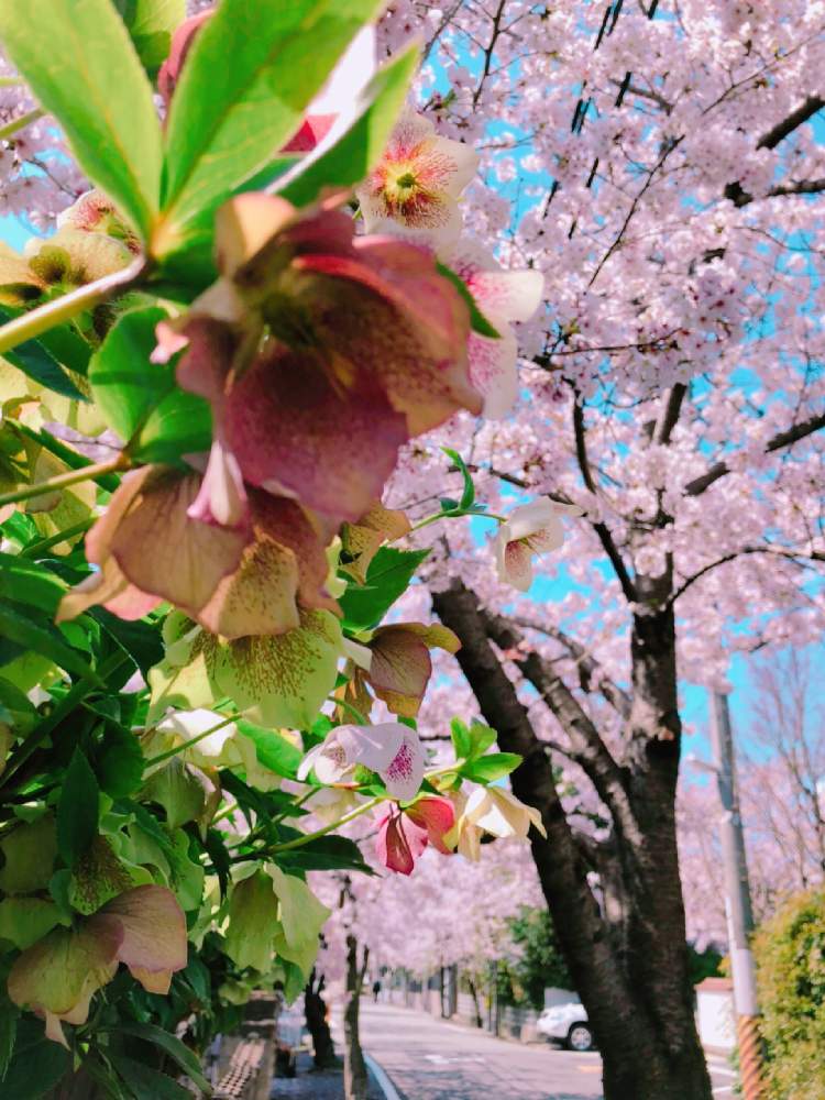 お出かけ先の画像 by オリーブママちゃんさん | お出かけ先と楽しい空間でホット一息♡と2020桜フォトコンと癒しを求めてとさくらさくら咲け咲けさくらとオリーブママちゃんの観察日記とほっこり♡と大切な癒しとGS映えとこんな時こそ花をとno green no lifeと今は動植物こそ、心の癒しと道すがらとGSの皆さんに感謝❣️とハーブのある暮らしと クリスマスローズと近くのさくら通りと花のある暮らしとGS皆様ありがとうとGREEN UP!と楽しい時間