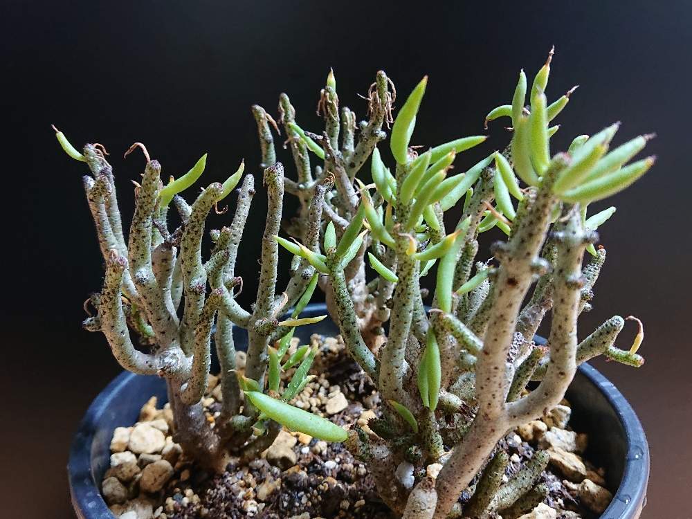 部屋の画像 by botanicallifeさん | 部屋とチレコドン ブッコルジアヌスと多肉植物と珍奇植物とビザールプランツとチレコドン属とbota丼