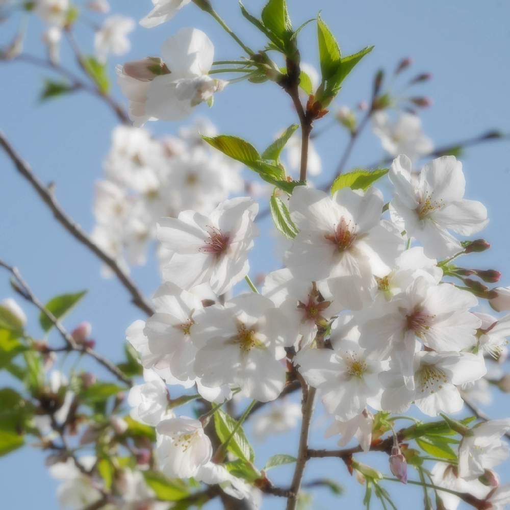 の画像 by 由美子さん | 桜 さくら サクラとみどりのある暮らしと2020桜フォトコンと桜祭り2020とゆみさんちの庭あそびとLUMIX gf7と頑張れ兵庫♡と美しく青きドヨウとミラーレス一眼と花のある暮らしと桜なかま集め