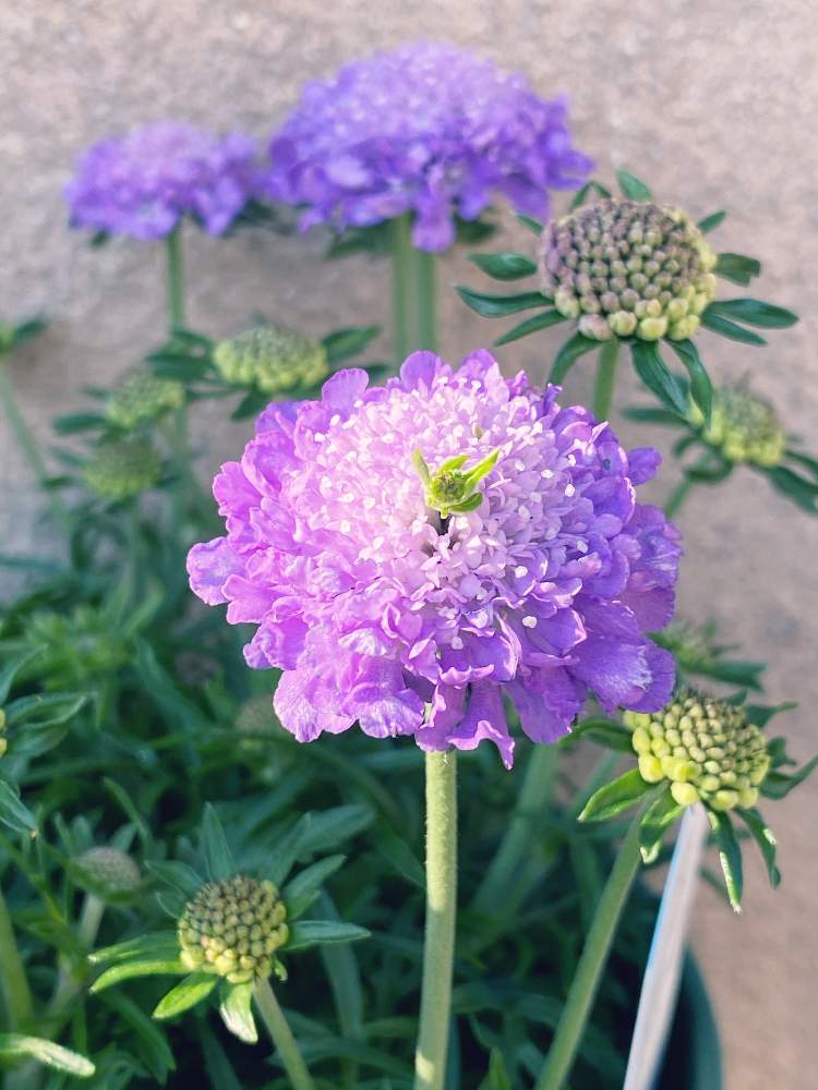 小さな庭の画像 by なおさん | 小さな庭とスカビオサ ブルーバルーンと植物愛がとまらないとよろしくお願いしますと植物大好きと大好きと植中毒とスカビオサの花と小さな幸せ♡と可愛いと花のある暮らしと紫の花とスカビオサ❁ブルーバルーンとお髭