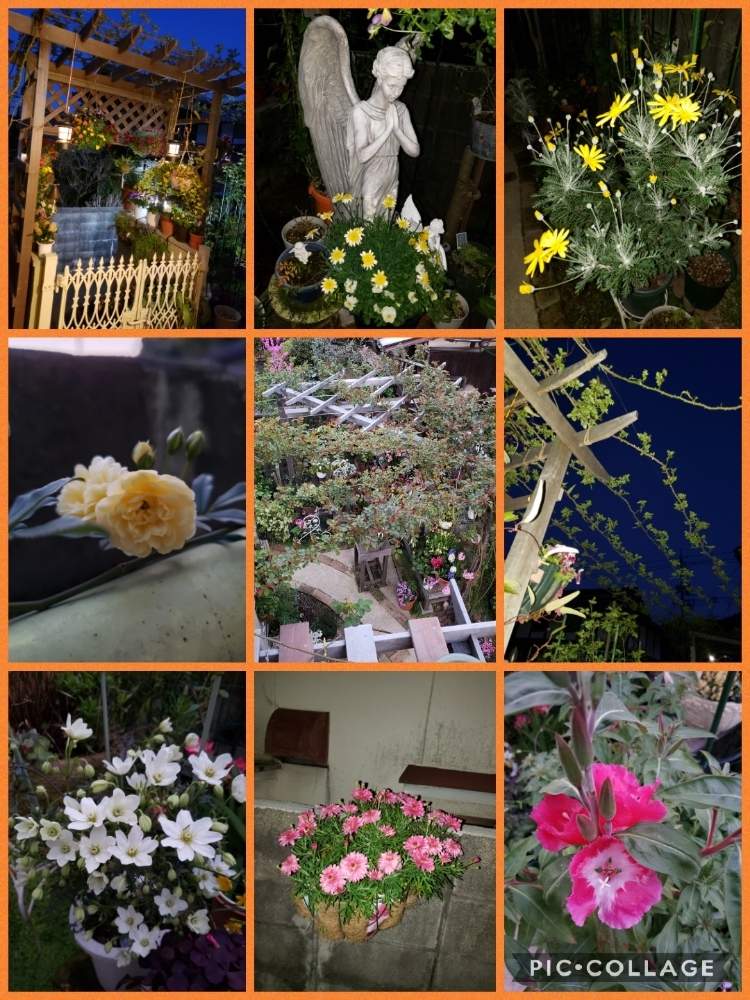 小さな庭の画像 by 天空のバラの五線譜さん | 小さな庭と花の香りと寄せ植えバスケットとパーゴラ♡とイングリッシュガーデンと花のある暮らしとハンギング・バスケットとバラ・ミニバラと花色癒し