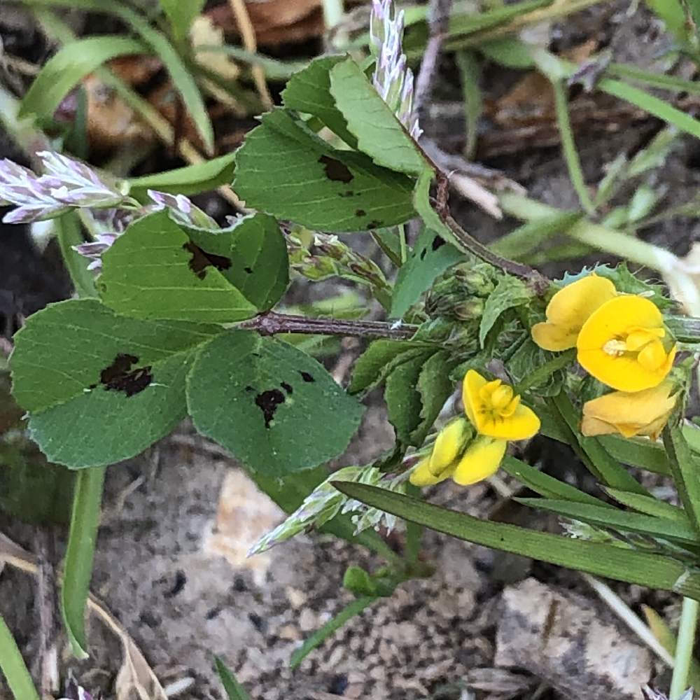 広い庭の画像 by ちえぼんさん | 広い庭とmedicago arabicaと春の風景と可愛い花と黄色と花のある暮らしと葉っぱが好き♥