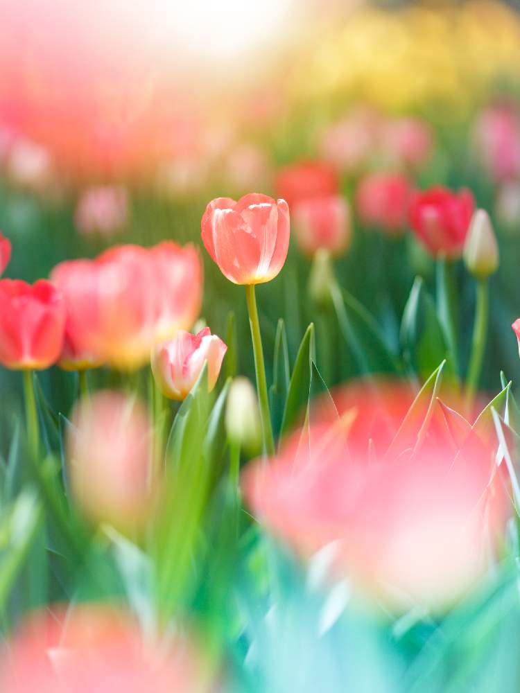 の画像 by Zhaopian2さん | チューリップとチューリップフォトコン2020と東京カメラ部