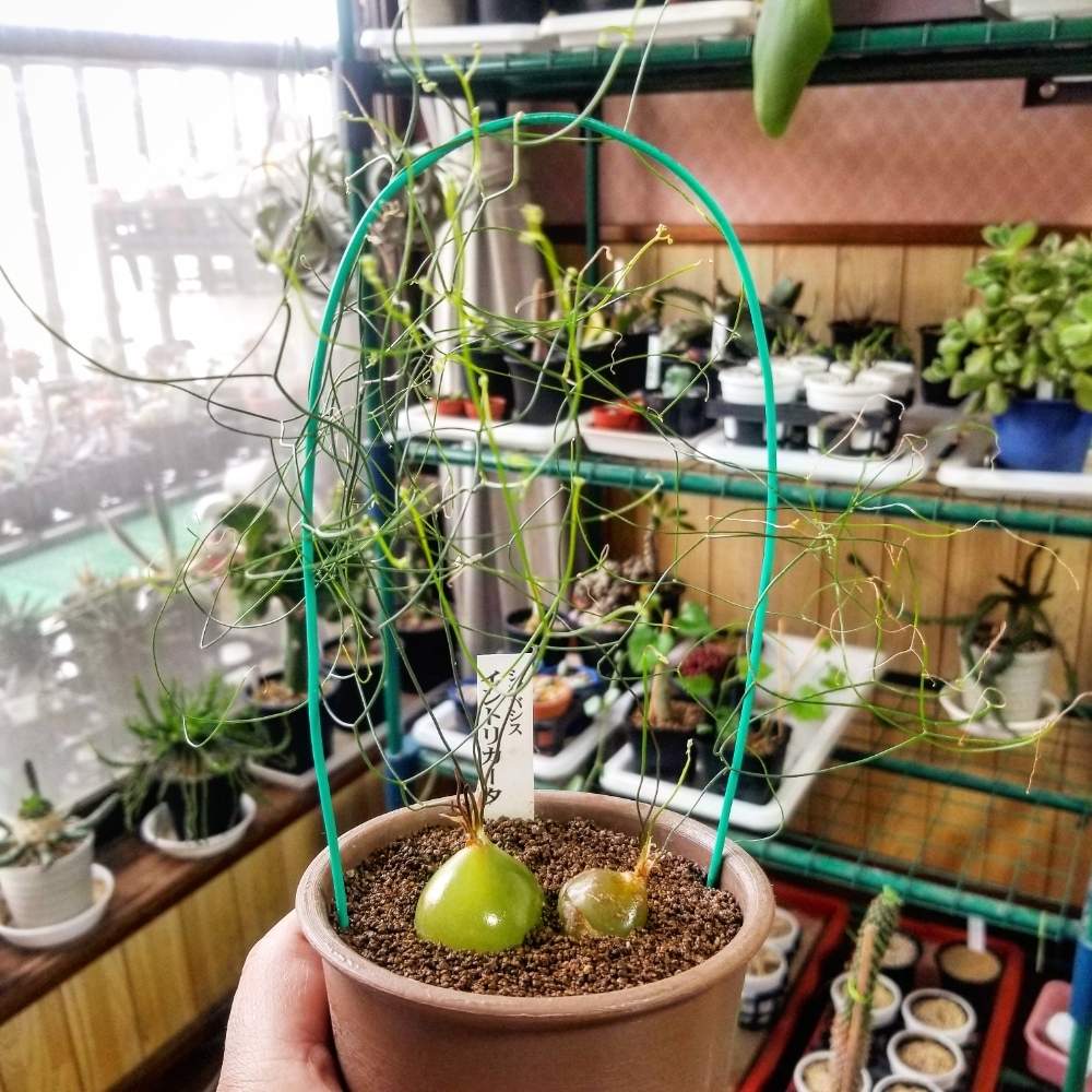 の画像 by けいちゃんさん | シゾバシス イントリカータと多肉植物と植物のある暮らしとけいちゃん園芸と放置の力と球根植物とけいちゃんイントリカータ