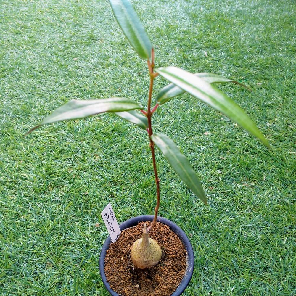 小さな庭の画像 by ☆りん☆さん | 小さな庭とペトペンチア ナタレンシスと多肉植物と生命力とNO GREEN NO LIFEと植欲が止まらないとつやつやと癒しとスクスク成長中とおきにいりと癒し空間と大きくな〜れ!と多肉女子と塊根植物