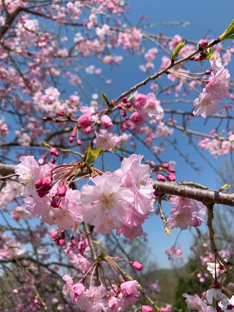 お出かけ先の画像 by さくらさん | お出かけ先と桜 さくらと癒される♡と戸川ダム公園と花のある暮らしとうどん県人会とiPhone撮影