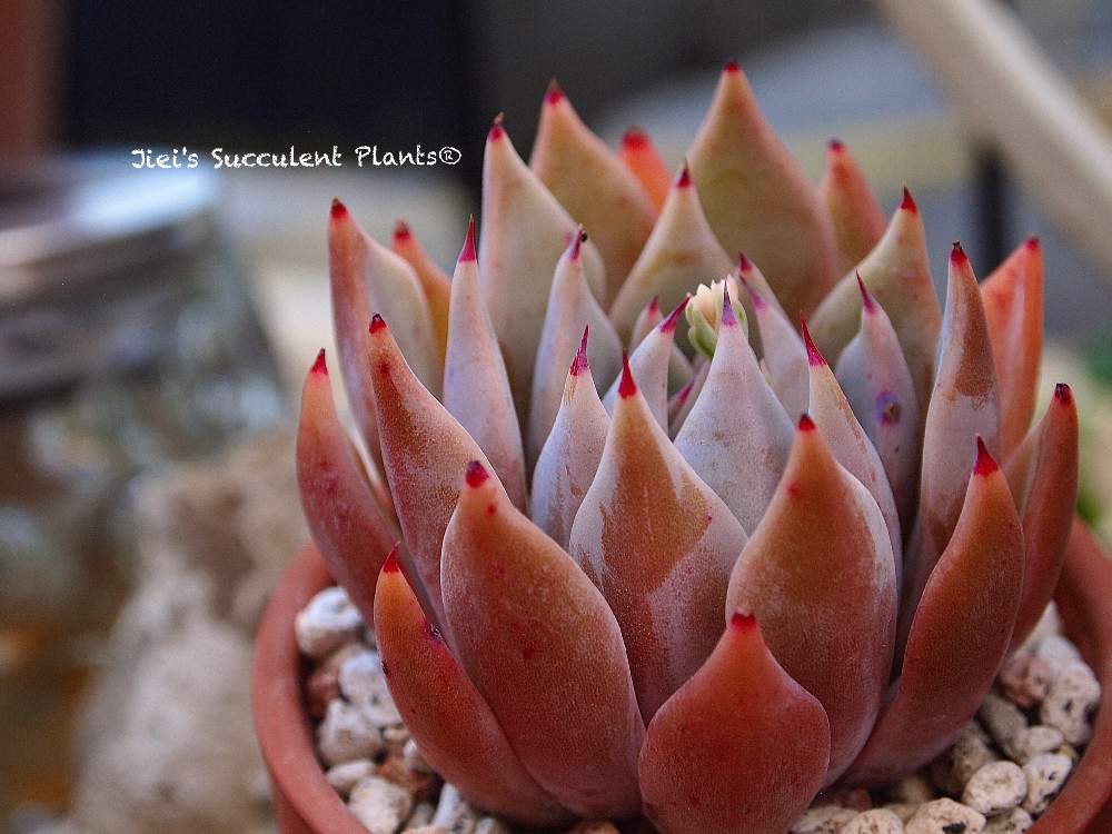 小さな庭の画像 by Jieiさん | 小さな庭と多肉とエケベリアとJiei's Succulent Plantsと多肉植物と多肉男子とボタニカルボーイとJiei's Garden Storyと植物男子と相模原植物男子とJiei's Garden®︎とわが家の多肉スペースとGS映えとJiei's Decorationと植中毒と今日の一枚とJiei's DesignとJiei's CollectionとJiei's Echeveria Collection®︎と珍奇植物と暴れ多肉とJiei's Share Happiness®︎とBotanical Boy