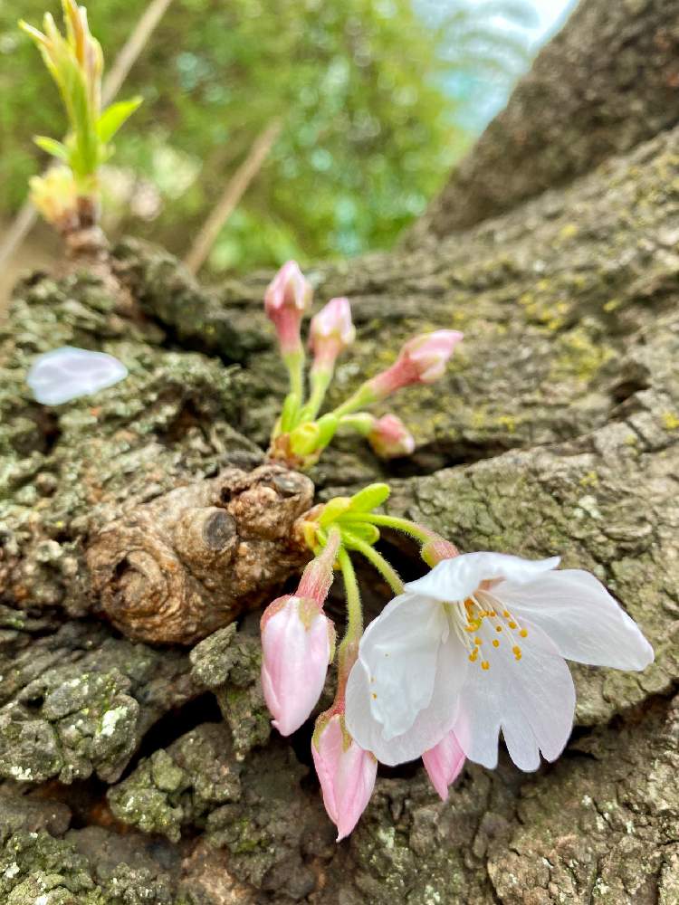 お出かけ先の画像 by さいたまさん | お出かけ先とサクラとサクラ ソメイヨシノと2020桜フォトコンとイキイキ✨と白い花の輝き✨と小さい花の癒し✨と皆様に心から感謝 ♥︎♡♥︎と素敵なピンクと他所様のお庭と花のある暮らしと花びらの魅力✨と白い花好き
