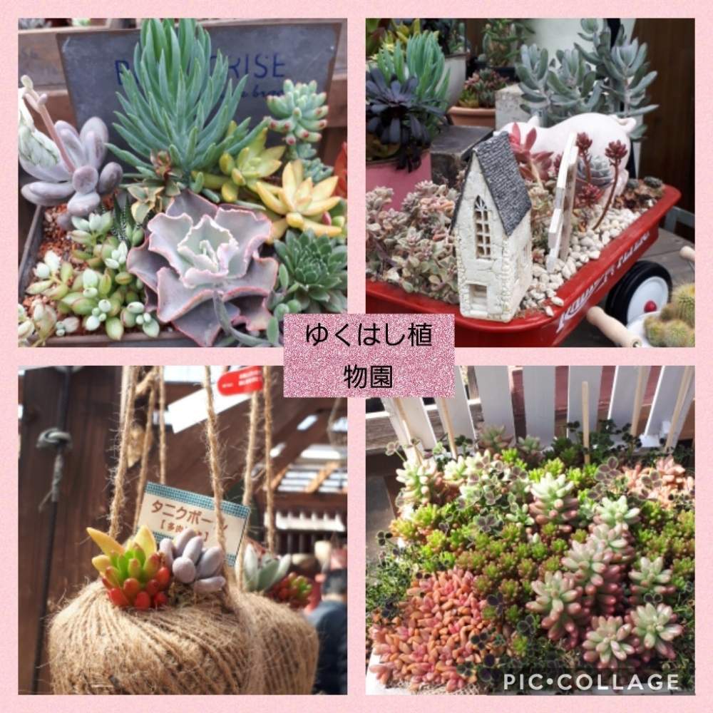 お出かけ先の画像 by Tomoさん | お出かけ先とロザリアン見習いと多肉ちゃんと植中毒とはるが来た!と憧れの薔薇とDIYと雑貨大好き❤と花のある暮らしとたくさんの花が咲く庭にしたい。といいね♥ありがとうございます✨とチーム福岡と多肉初心者と小花が好き