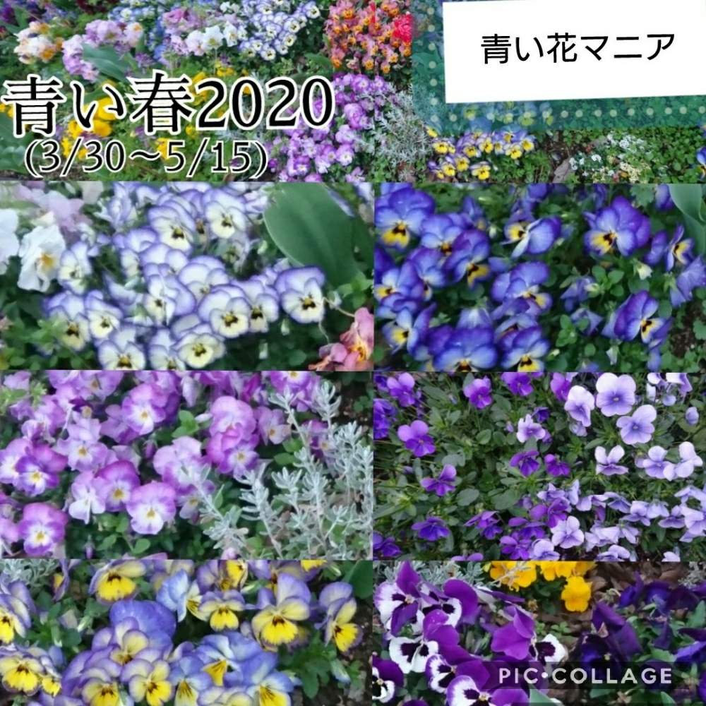 お出かけ先の画像 by トリトンさん | お出かけ先とパンジー・ビオラと元気だしてとキュンキュン乙女倶楽部とありがとう♡とかわいい♡といやされる♡とありがとう♡嵐♡と紫色の花とGS映えとGS日和と青い春2020とキュンキュン乙女倶楽部No.183と神奈川県と青い花マニアとチーム・ブルーとチーム・ブルーNo.009