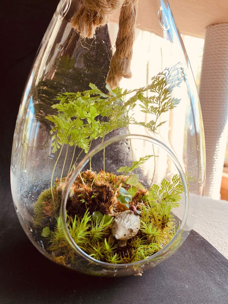 部屋の画像 by P.D.mamaさん | 部屋と苔リウム
