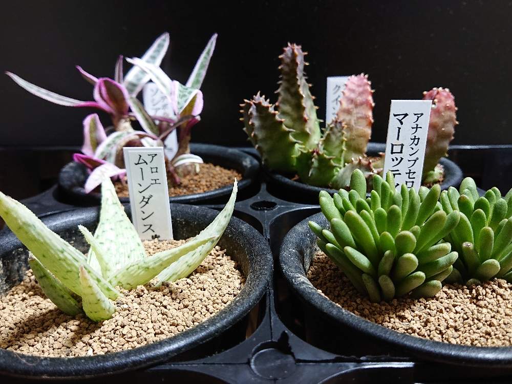 部屋の画像 by botanicallifeさん | 部屋とアナカンプセロス マーロッティーとフェルニア クインタとレデボウリア ソシアリス バリエガータとアロエ ムーンダンスと珍奇植物とビザールプランツとプラントハント収穫記録とちょっぴりレア多肉とbota's Aloe