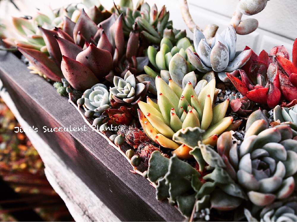 小さな庭の画像 by Jieiさん | 小さな庭と多肉とJiei's Succulent Plantsと多肉植物と多肉男子とボタニカルボーイとJiei's Garden Storyと植物男子と相模原植物男子とJiei's Garden®︎とわが家の多肉スペースとJiei's Container GardenとGS映えとJiei's Decorationと植中毒と今日の一枚とJiei's DesignとJiei's Collectionと男の寄せ植えと暴れ多肉とJiei's Sedum®︎とBotanical Boy