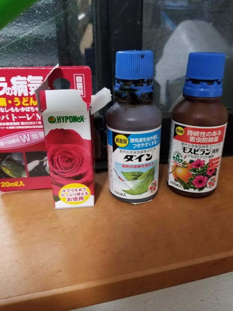 小さな庭の画像 by ニワバラベラバラさん | 小さな庭と水やりとばら バラ 薔薇と培養土を考える倶楽部と新型コロナウィルスに負けるなと芽吹きと薬剤散布とうどんこ病と病気と害虫とコロナに負けるな!とバラ 鉢植えと花ちゃん培養土と鉢ロザリアンとバラの蕾と花ごころバラの肥料と花のある暮らしと薔薇♪とばら 薔薇 バラとバラ・ミニバラ