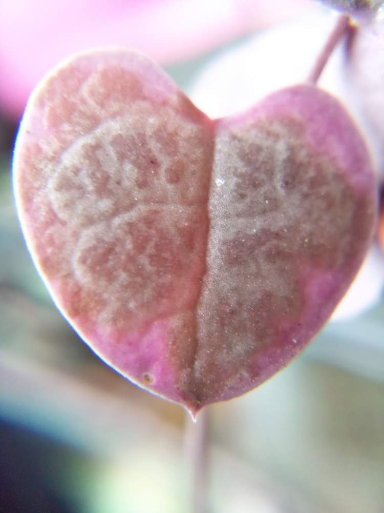 窓辺の画像 by はははさん | 窓辺と多肉屋敷と多肉植物と レディハートと観葉植物とハートカズラ 錦と紅葉多肉と花のある暮らしと群生派とセロぺギア