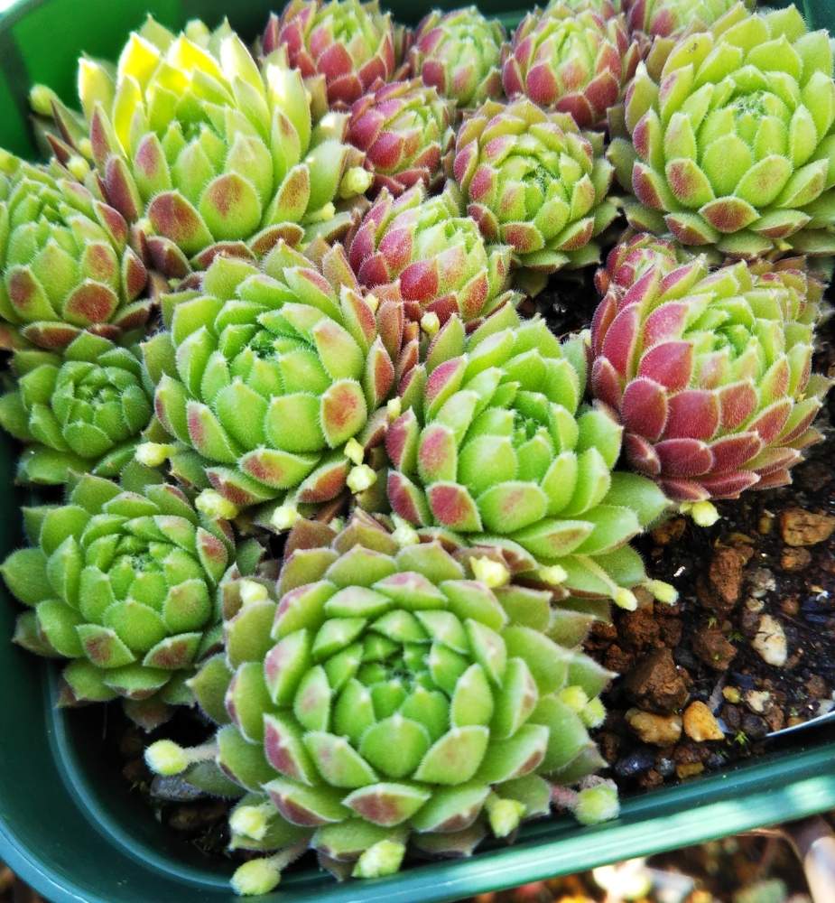 棚の画像 by はははさん | 棚と多肉屋敷と多肉植物と観葉植物とセンペルビウム属と紅葉多肉と花のある暮らしと高嶺の花と群生派とsempervivumとおうち園芸と多肉花壇とセンペルビブムと多肉棚