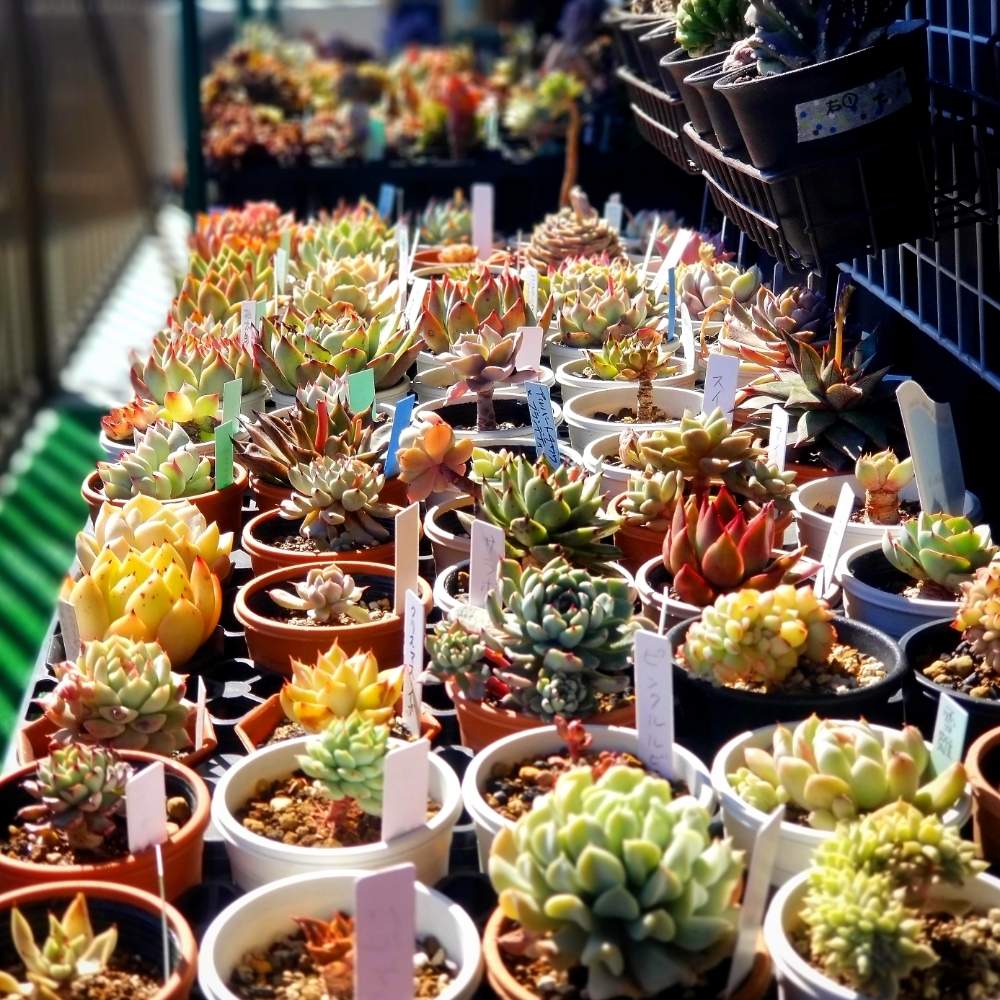 の画像 by けいちゃんさん | 多肉植物と植物のある暮らしとけいちゃん園芸とエケベリア属と木立ち多肉と放置の力と仕立て直し