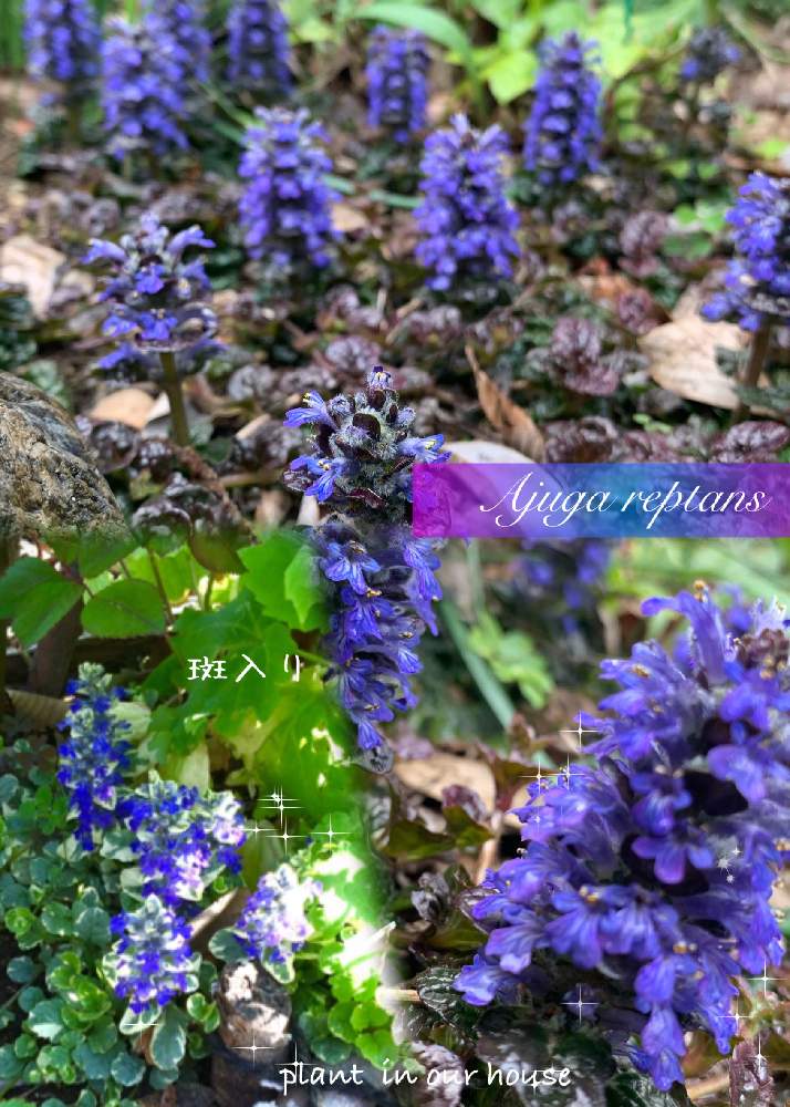の画像 by kane flowerさん | アジュガとセイヨウキランソウと花のある暮らしと埼玉県と中ぐらいの庭