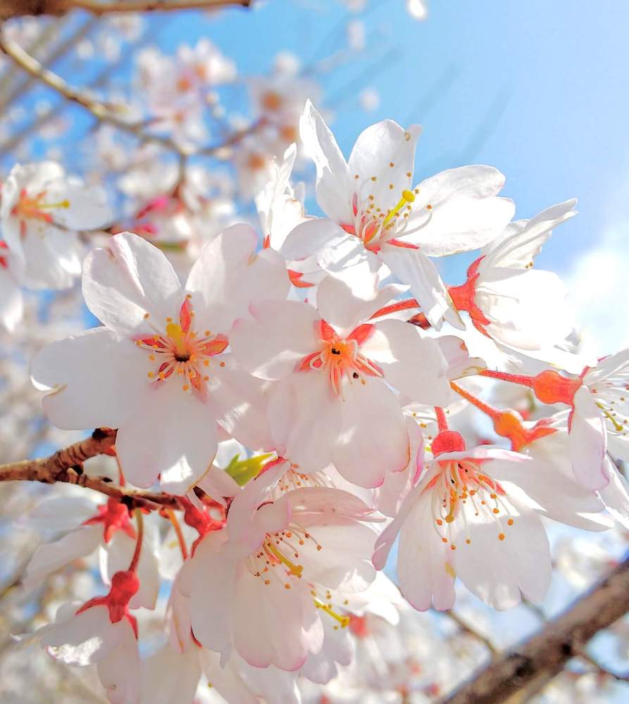 お出かけ先の画像 by bgghr425さん | お出かけ先とfield Noteと七郷堀界隈と河川敷公園と2020桜フォトコン