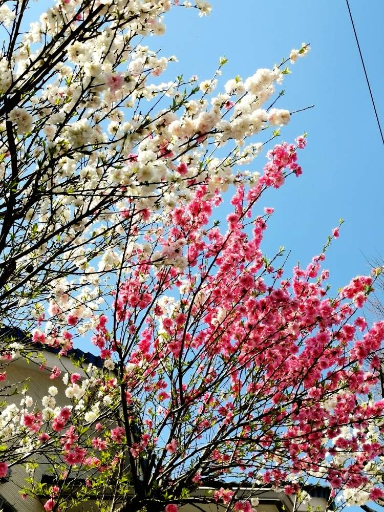 の画像 by ひろさん | さくら サクラ 桜と2020桜フォトコンと観葉植物と植物のある暮らしとよろしくお願いしますと花のある暮らしと家庭菜園奮闘日記と熱帯植物とインテリアグリーンとグリーン