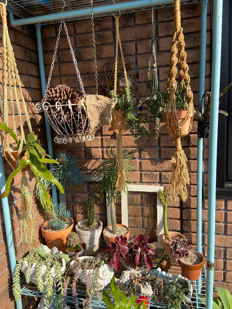 バルコニー/ベランダの画像 by lonoさん | バルコニー/ベランダと植物のある暮らしと多肉植物のある暮らしとハーブのある暮らしとガーデニングフェスフォトコンと花のある暮らしとジャンクガーデン