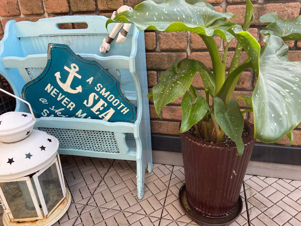 バルコニー/ベランダの画像 by lonoさん | バルコニー/ベランダと植物のある暮らしと多肉植物のある暮らしとハーブのある暮らしとガーデニングフェスフォトコンと花のある暮らしとジャンクガーデン