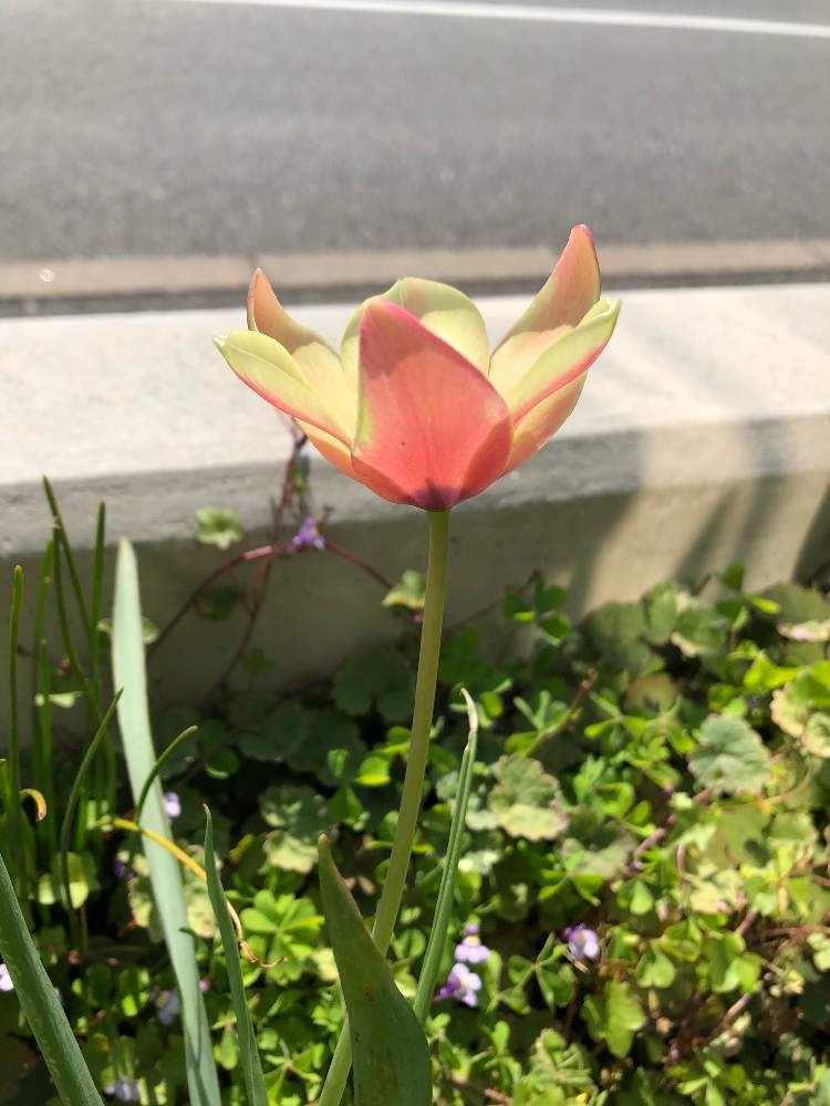 お出かけ先の画像 by レポートを書き込んでいますさん | お出かけ先とワイルドチューリップ クルシアナ アニカとツタバウンランとグレコマバリエガータと育てやすいと『秋植え球根2020』フォトコンテストと チューリップと美しいと秋植え球根と原種系チューリップと花のある暮らしとかわいいと球根植物と雑草とグランドカバー