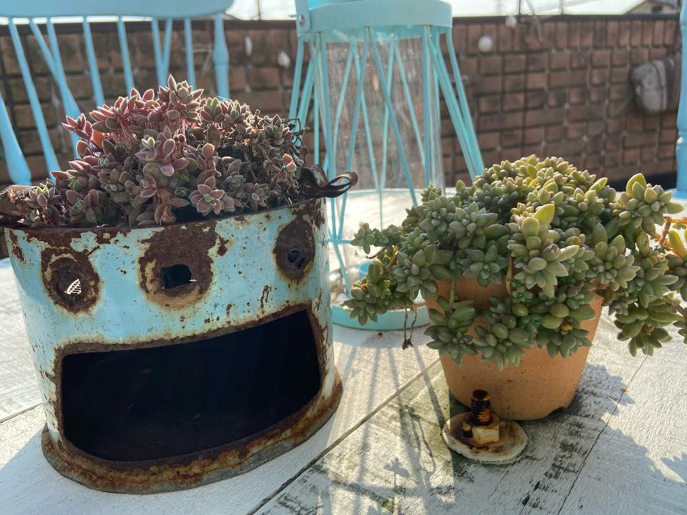 バルコニー/ベランダの画像 by lonoさん | バルコニー/ベランダと植物のある暮らしと多肉植物のある暮らしとハーブのある暮らしとガーデニングフェスフォトコンと花のある暮らしとジャンクガーデン