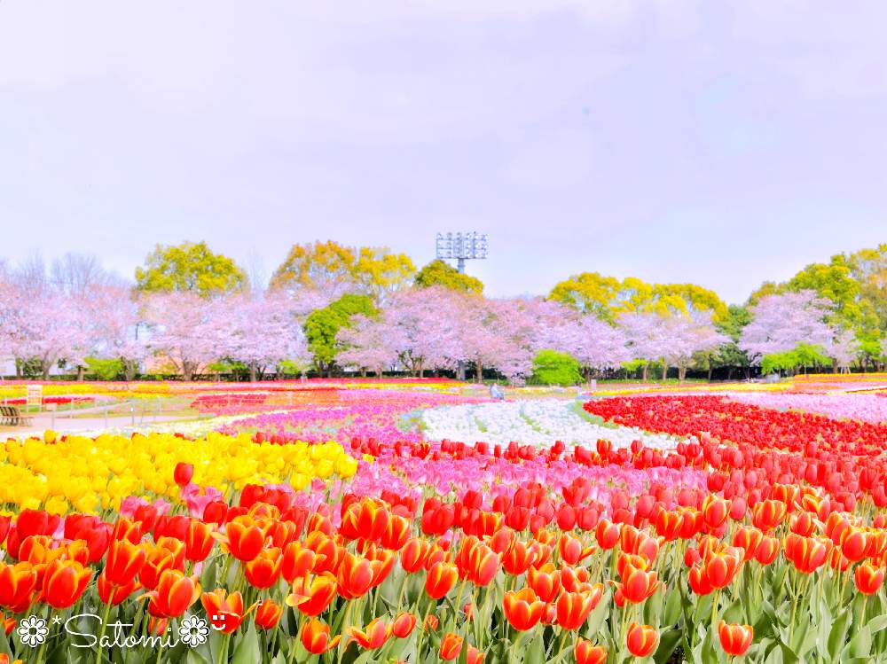 お出かけ先の画像 by satomiiさん | お出かけ先と チューリップとさくら 桜 サクラとチューリップフォトコン2020