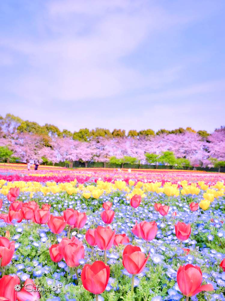 お出かけ先の画像 by satomiiさん | お出かけ先と チューリップとさくら 桜 サクラとチューリップフォトコン2020