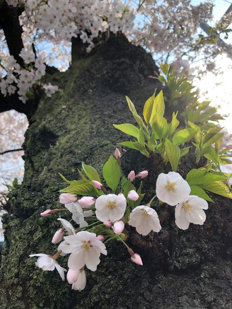 お出かけ先の画像 by 心に花をさん | お出かけ先と吉野 桜と2020桜フォトコン