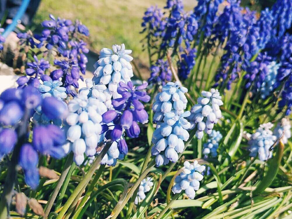 お出かけ先の画像 by ゆめ☆さん | お出かけ先とムスカリと綺麗〜❤️と穏やかな時間と優しい花に癒やされてと素敵な色合いと楽しい1日になりますように❤️❤️と良い1日お過ごし下さいね♪と花のある暮らしと可愛い♡