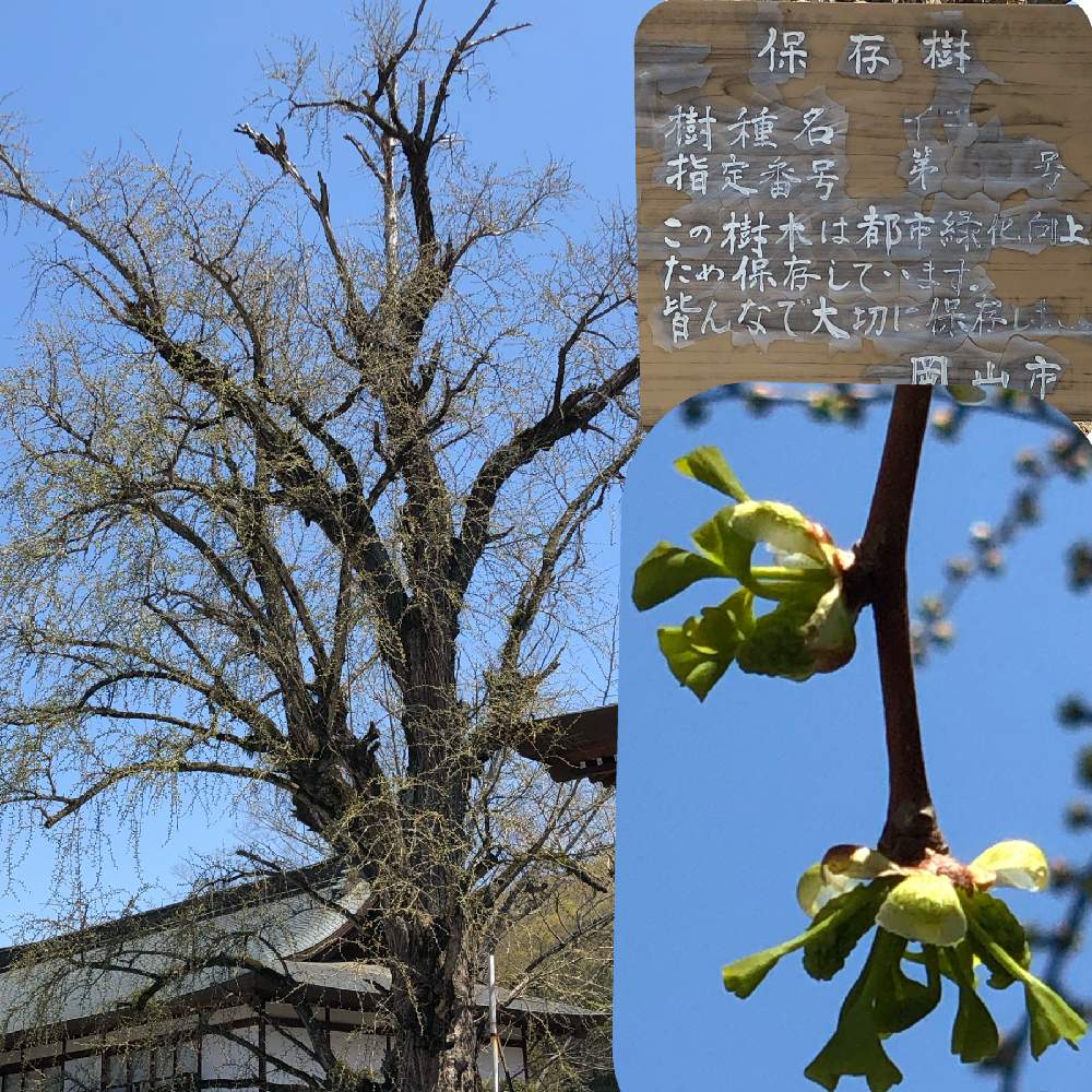 の画像 by My植物図鑑さん | イチョウとイチョウの葉。と今が見頃の花と道端徘徊同盟とイチョウ科と元気を頂く花と良く晴れた日と春の暖かい日と妻と二人の散策と心癒される花とキュン死祭りと花に癒される日々と春らしい日と見応えのある花と風が心地良いとイチョウ属
