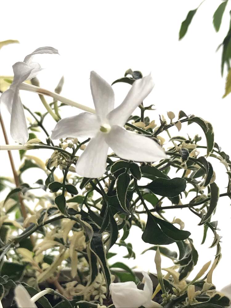 の画像 by nicoさん | ハゴロモジャスミン ミルキーウェイと観葉植物と成長記録とソケイ属とハゴロモジャスミンの花とモクセイ科