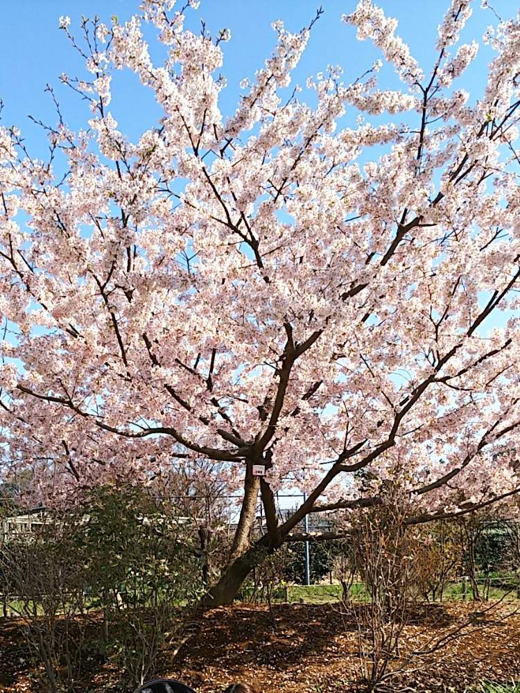 お出かけ先の画像 by 和ノ花(わのか)さん | お出かけ先と玉縄桜と花のある暮らしとさくら 桜 サクラと大船フラワーセンター