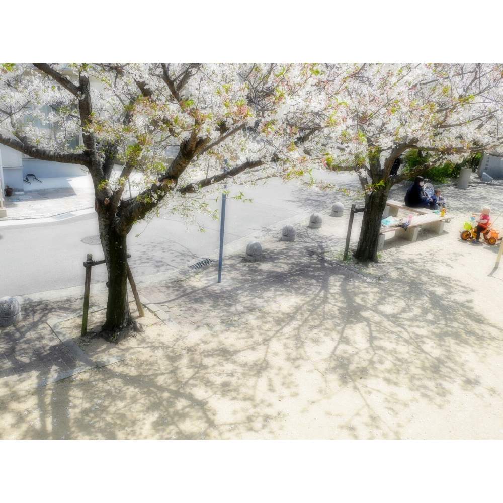 お出かけ先の画像 by 由美子さん | お出かけ先と桜 さくら サクラとみどりのある暮らしとご近所さんと2020桜フォトコンと桜祭り2020とLUMIX gf7と頑張れ兵庫♡とミラーレス一眼と花のある暮らしと火曜ベンチと由美子・桜集め