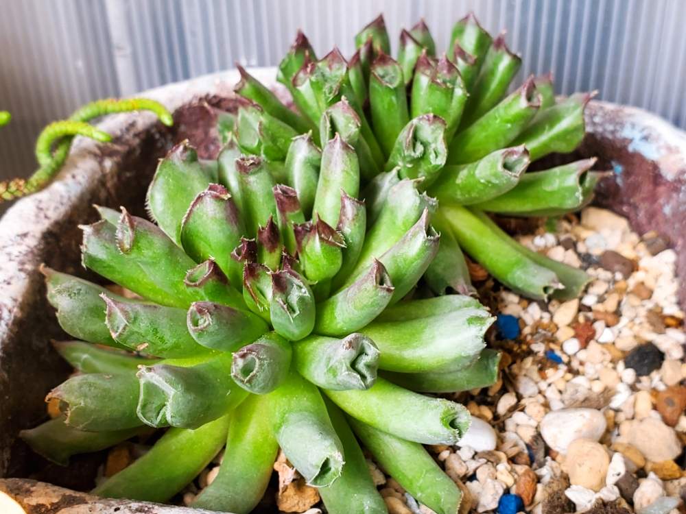 棚の画像 by _little_birdy_さん | 棚とSempervivum tectorum 'Oddity' 百恵と多肉植物と外管理と多肉植物のある暮らしとセンペルビウム属とキモカワ系と経過観察